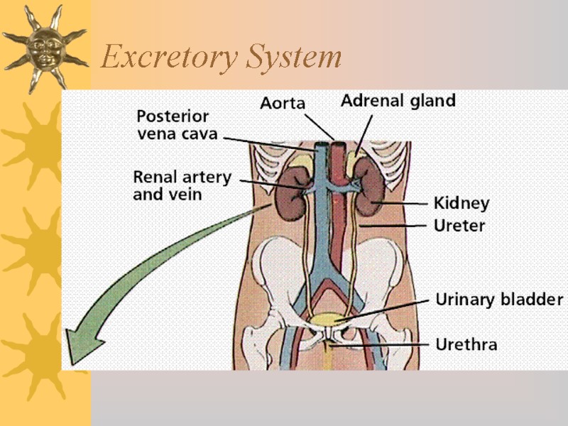 Excretory System